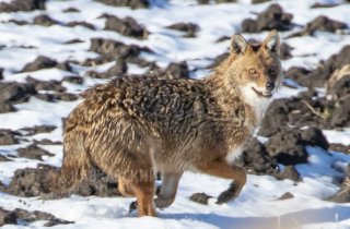 Зоологи Кавказского заповедника обследовали Приазовский заказник