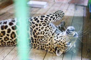 В Экоцентре Лаура Кавказского заповедника появился леопард