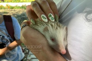 Ёж-альбинос поселился в парке “Южные культуры”