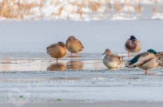 Ученые посчитают водоплавающих птиц, а заповедник объявляет конкурс для начинающих орнитологов