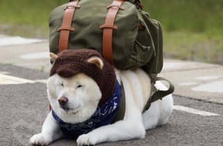 Собака