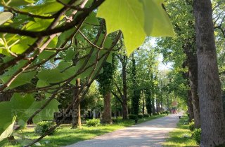 В парке “Южные культуры” начался ремонт одного из входов