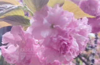 Экскурсия в дендрологический парк "Южные культуры" - традиция сильнее дождя